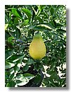 Lim&oacute;n Pera